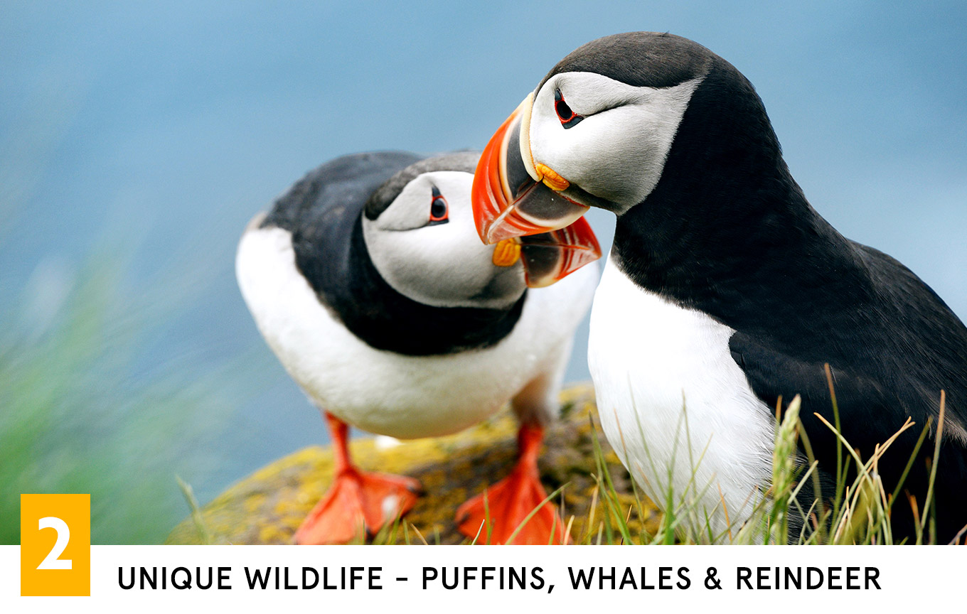 Unique Wildlife - Puffins, Whales &amp; Reindeer