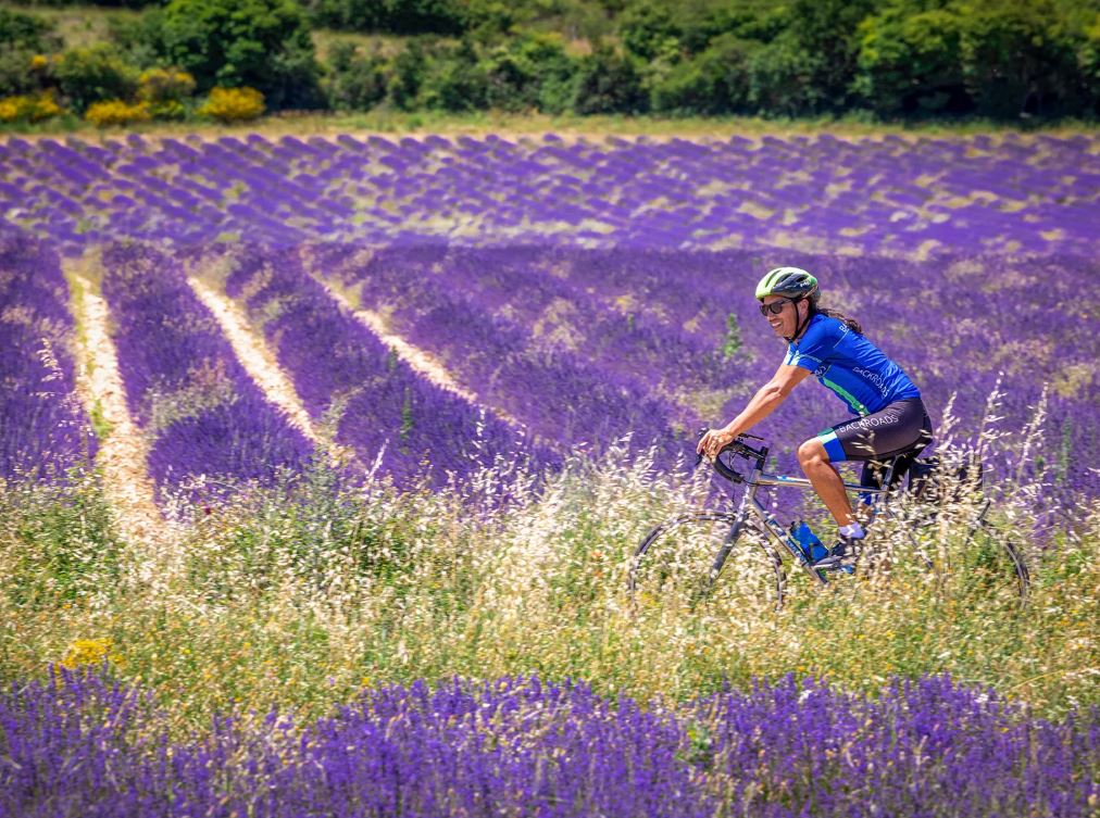 Man biking on a road with fields of lavender flowers surrounding him