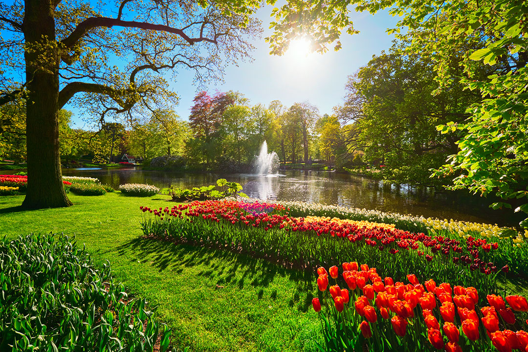 Outdoor garden with a fountain