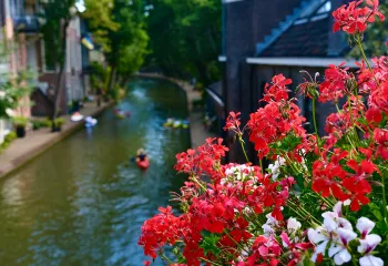 Red flowers on top of a river with people on kayaks paddling through