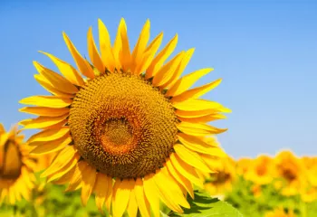 Sunflower in Tuscany
