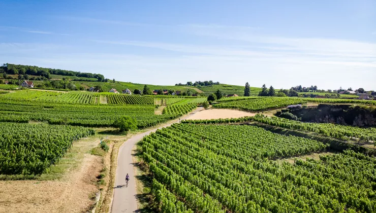 Dirt path along a green vineyard