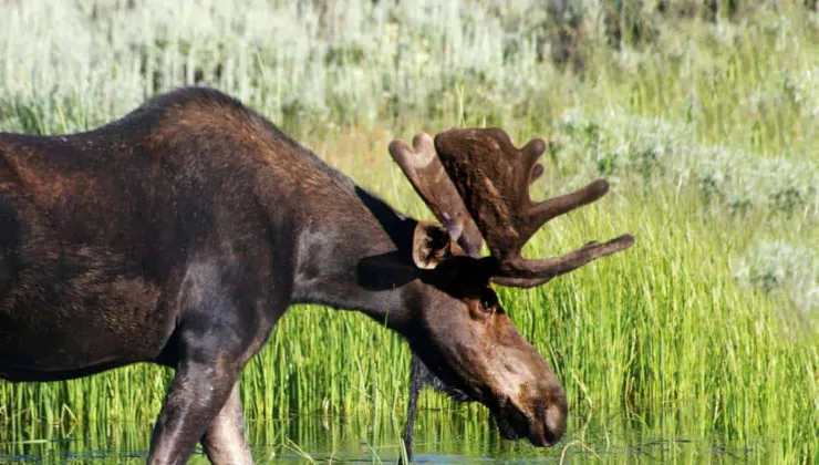 Moose