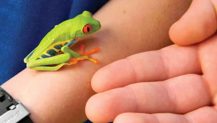 Costa Rican Frog