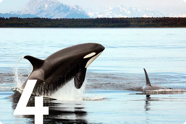 Orcas in Alaska