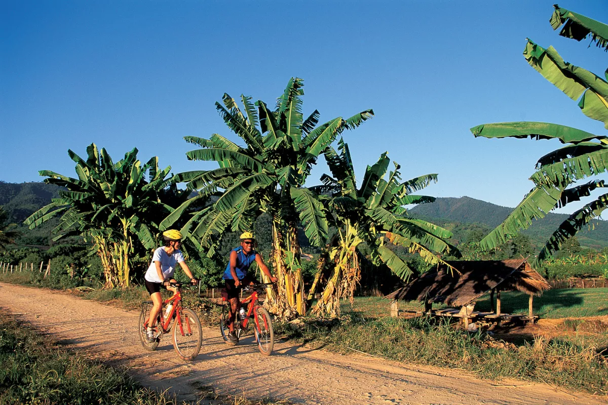 Two cyclists ride by palm trees