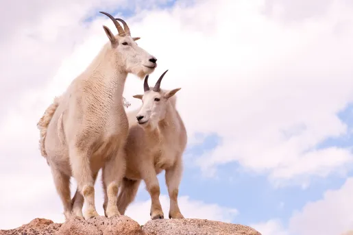 Mountain Goats against cloudy vista.