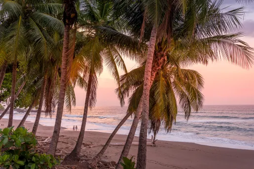Palm Trees Walking on Beach During Sunset