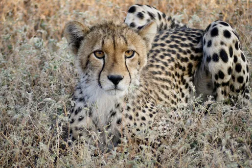 Leopard in repose