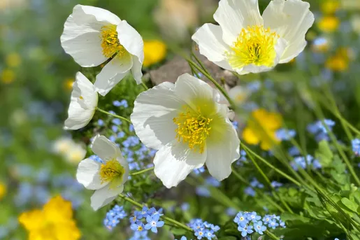 Close-up of white Meconopsis.