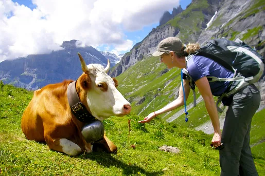 Hiker meeting a cow on a mountain trail.
