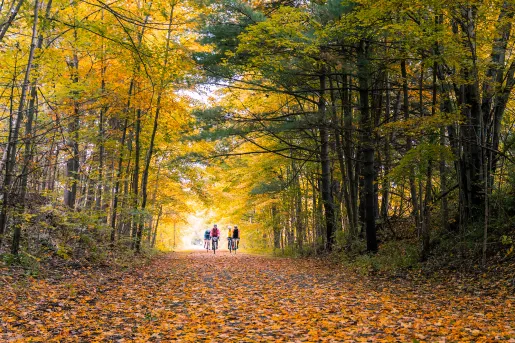 two bikers surrounded by trees
