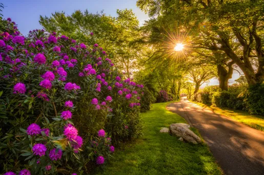Outdoor pathway next to flowers and trees