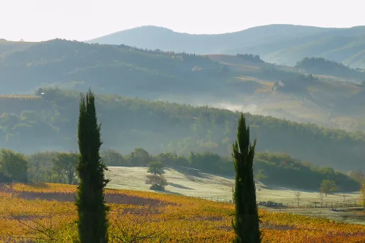Two tall trees on a hill, looking out to an open valley