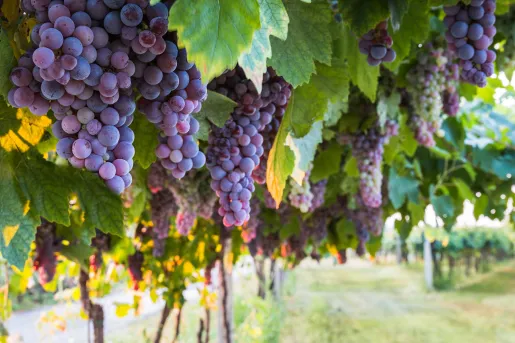 Wine grapes in a vineyard