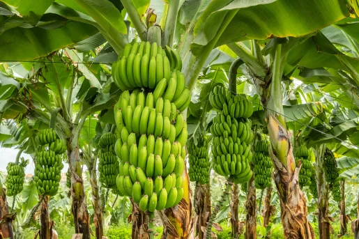 Banana tree with green bananas hanging from it
