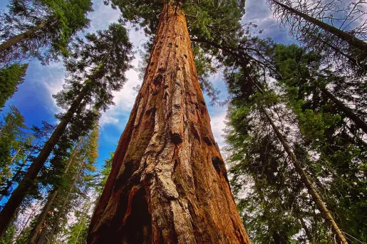 Tall tree in the middle of a forest