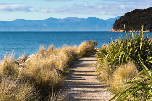 Sandy trail leading to a beach surrounded by large bushes