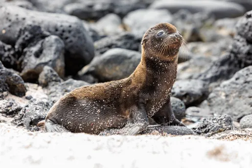 Sea lion covered with sand, with large boulders in the background