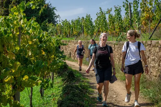 A group of women walking through vineyards.