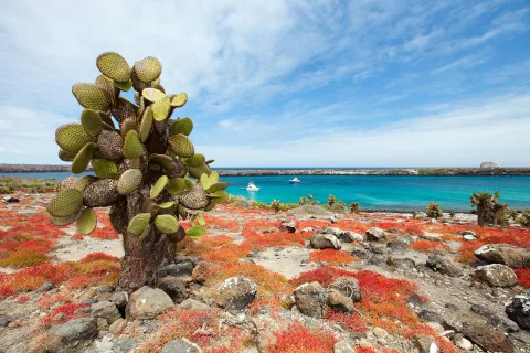 Cactus Coast Ecuador