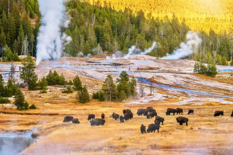 Bison enjoying a snack with steamy hot springs in background