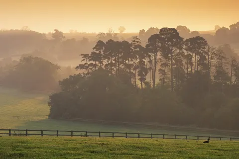 Large valley of grass covered in fog with trees in the distance