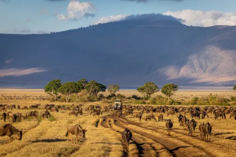 cows grazing on a field