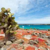 Cactus Coast Ecuador