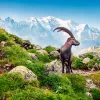 Alpine Ibex on top of mountain.