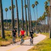 Three men riding bikes on a road surrounded by tall palm trees