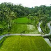 Person biking on a road cutting through two large rice paddies