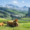 Herd of cows laying on a grassy valley