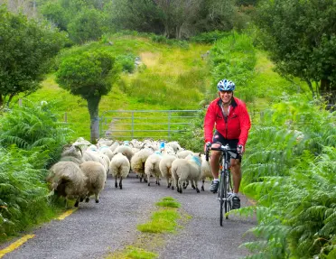 Red Jacket Cyclist Sheep Ireland