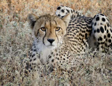 Leopard in repose