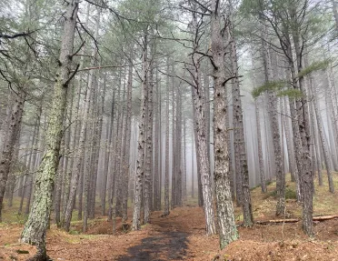 Shot of foggy, moss covered forest.