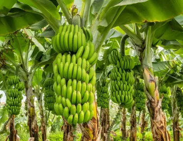 Banana tree with green bananas hanging from it
