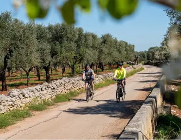 Two guests cycle down a paved country lane bordered by stone walls and rows of green olive trees under a bright blue sky.