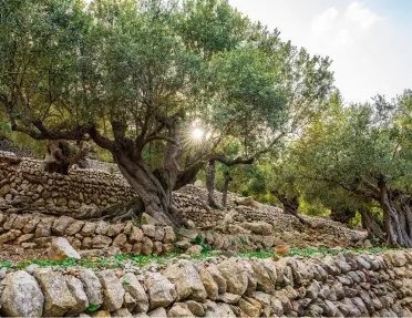 Stone wall with tall trees on top