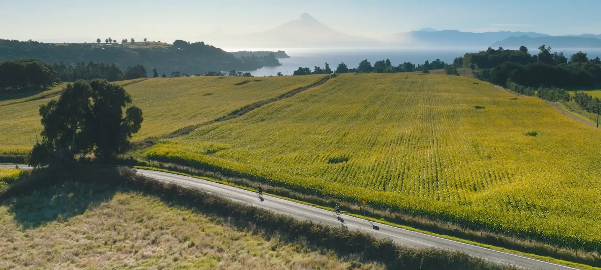 Cyclists riding on a road through vineyards.